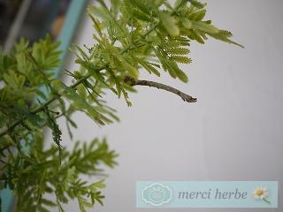 吹田アトリエと築港店。メルシエルブのハーブ・石けん・アロマキャンドルなどメルシエルブ日記★ 