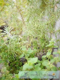 吹田アトリエと築港店。メルシエルブのハーブ・石けん・アロマキャンドルなどメルシエルブ日記★